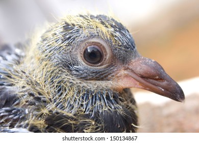 A Close Up Of A Young Racing Homer Pigeon In The Nest .