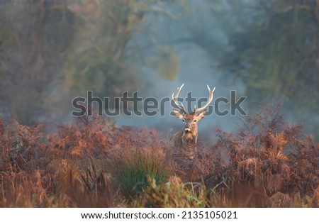 Close up of a young red deer stag standing in bracken on a misty autumn morning, UK.