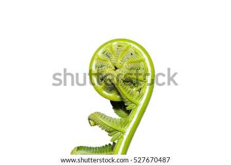 Close up of Young rolled frond of fern called fiddlehead, isolated on white background with clipping path