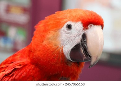 Close up of a young Scarlett Macaw - Powered by Shutterstock