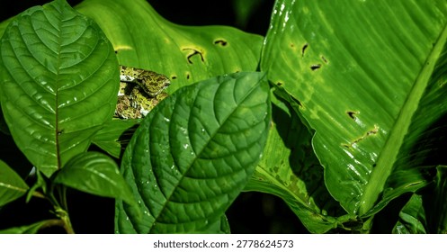 Close up of a young snake looking at the camera coiled among leaves at nightime in Costa Rica