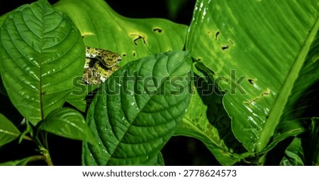 Close up of a young snake looking at the camera coiled among leaves at nightime in Costa Rica