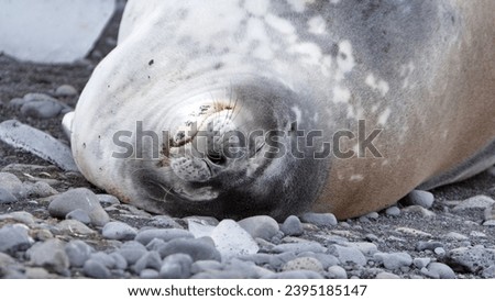 Close up of a young southern elephant seal (Mirounga leonina) lying among icebergs on the beach at Brown Bluff, Antarctica