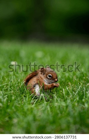 Close up of young squirrel eating on grass.
