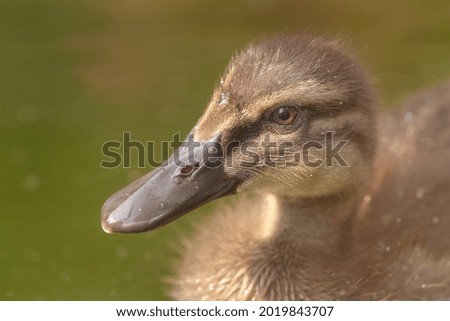 Similar – Small duckling in the grass