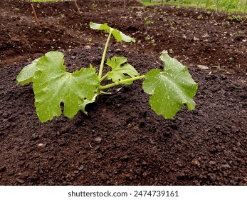 Close up of a young zucchini plant (Cucurbita pepo) in a vegetable garden on a rainy day in june. - Powered by Shutterstock