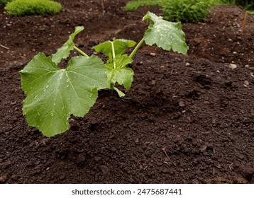 Close up of a young zucchini plant (Cucurbita pepo) in a kitchen garden on a rainy day in june. - Powered by Shutterstock