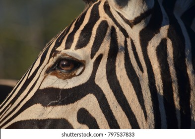 Close Up Of A Zebra Eye