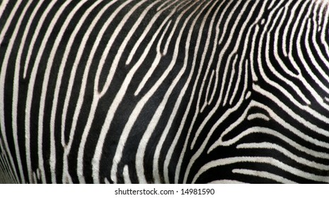 A Close Up Of Zebra Hide.