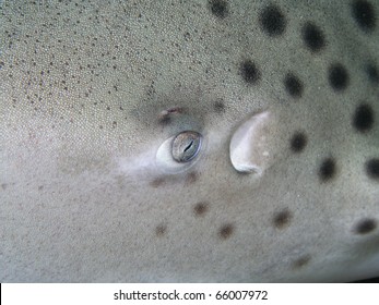 Close up of a zebra shark