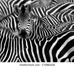 close up from a zebra surrounded with  black and white stripes in his herd  - Powered by Shutterstock