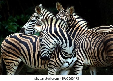 Close up from a zebra surrounded with black and white stripes in his herd