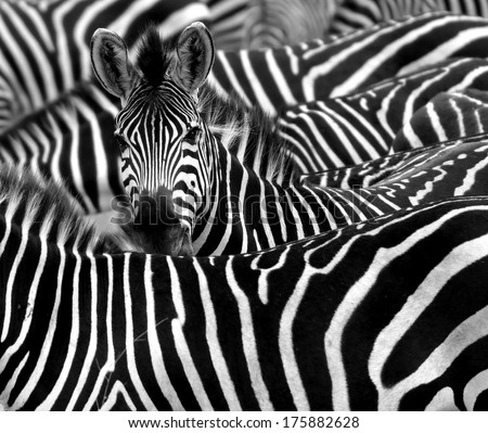 close up from a zebra surrounded with  black and white stripes in his herd 