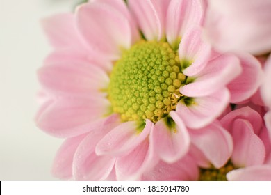 Close Up And Zoom In The Macro Scale Of The Pink Flower Petals.