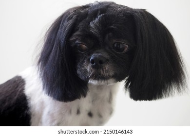 a close-cropped Shih Tzu dog with long ears sits and looks sideways. grooming shih tzu