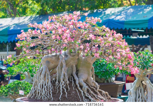 Closed up\
Adenium tree or desert rose in flower\
pot