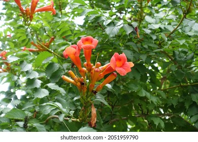 Closed bds and reddish orange flowers of Campsis radicans in July