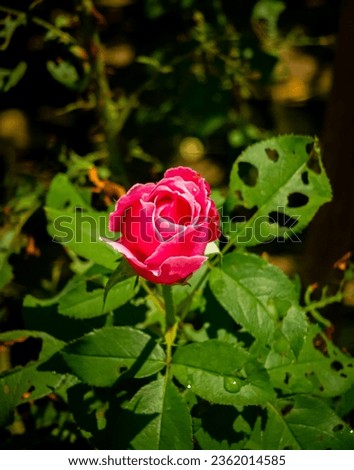Closed up of the beautiful pink rose burgeon in a blur backgroun