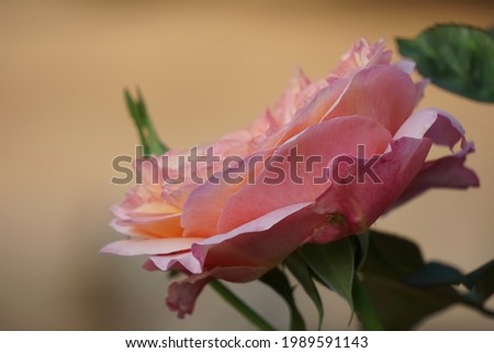 closed up bi color orange pink rose by natural light 