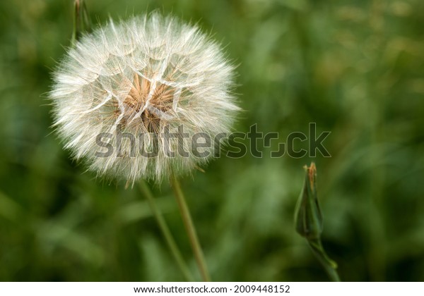 Closed Bud of a dandelion. Dandelion white\
flowers in green grass. High quality\
photo