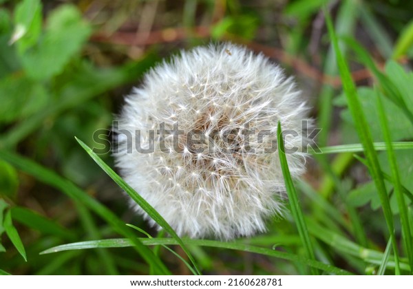 Closed Bud of a dandelion. Dandelion white\
flowers in green grass. Seed coming away from blowball. The wind\
blows the seeds of a\
dandelion.