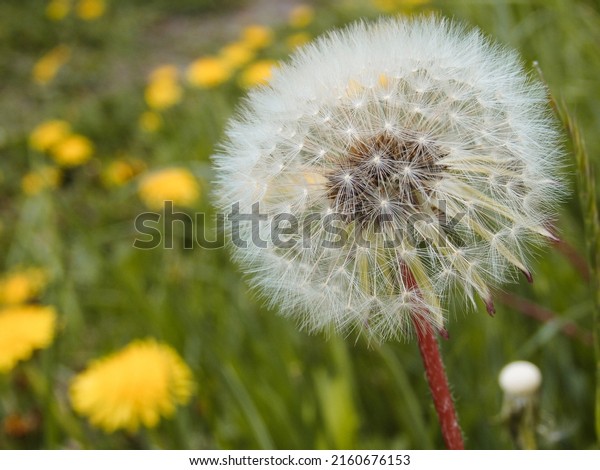 Closed Bud of a dandelion. Dandelion white\
flowers in green grass. Seed coming away from blowball. The wind\
blows the seeds of a\
dandelion.