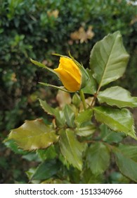 
Closed bud of yellow rose among autumn leaves - Shutterstock ID 1513340966