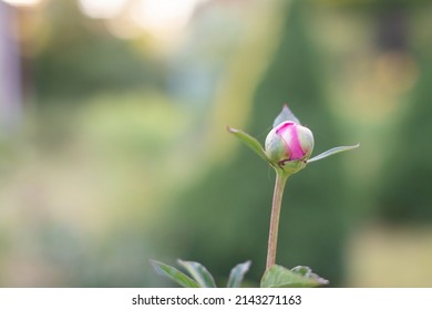 760 Closed bloom peony Images, Stock Photos & Vectors | Shutterstock