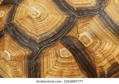 Closed Up the Carapace Patterns of Mature Sulcata Tortoise - Shutterstock ID 2363889777