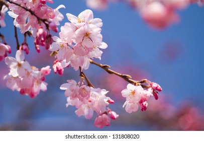 Closed Up Of Cherry Blossom In Japanese Park