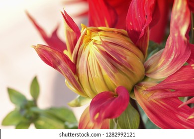 Closed Dahlia Flower