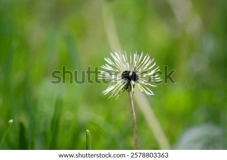 Image, Stock Photo Closed dandelion flower after rain