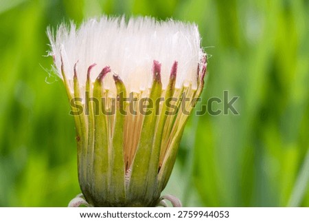 Closed Dandelion Bud Macro in Spring Scene