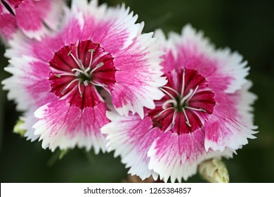 Closed Up Of Dianthus Flower