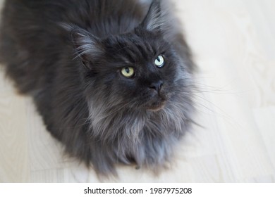 Closed up of domestic adorable black grey Maine Coon kitten, young peaceful cat in white floor - Shutterstock ID 1987975208