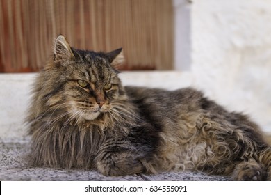 Brown Tabby Maine Coon High Res Stock Images Shutterstock