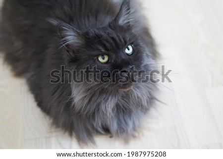 Closed up of domestic adorable black grey Maine Coon kitten, young peaceful cat in white floor