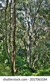 Closed Eucalypt Forest On A Slope Overlooking Moreton Bay