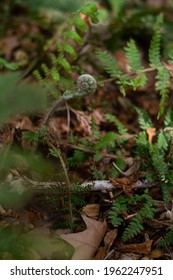 A Closed Fern With Soft Spring Sunlight, Spring Blossoming. New Life Concept. Nature Reborn.