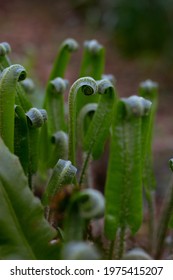 A Closed Fern With Soft Spring Sunlight, Spring Blossoming. New Life Concept. Nature Reborn.