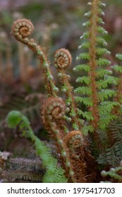 A Closed Fern With Soft Spring Sunlight, Spring Blossoming. New Life Concept. Nature Reborn.