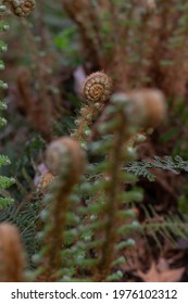 A Closed Fern With Soft Spring Sunlight, Spring Blossoming. New Life Concept. Nature Reborn.