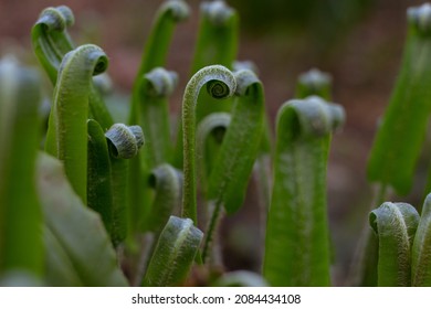 A Closed Fern With Soft Spring Sunlight, Spring Blossoming. New Life Concept. Nature Reborn.