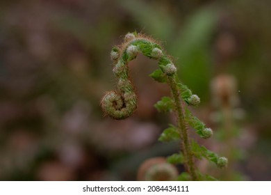 A Closed Fern With Soft Spring Sunlight, Spring Blossoming. New Life Concept. Nature Reborn.