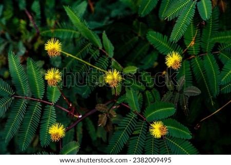 Closed up of five yellow flowers of the Sensitive plant in a blur background of its leaves in a rugged forest