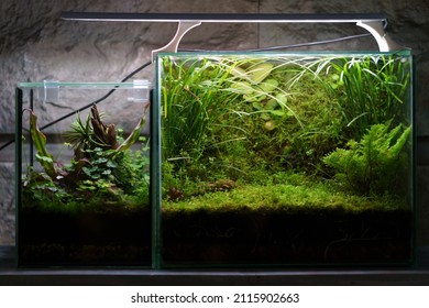 Closed florarium with miniature plants in glass container aquarium with artificial LED light above, modern low-maintenance terrarium mini home garden under glass in dark room. Sealed mini-greenhouse