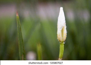 Closed Flower