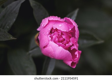 Closed Flower Bud In Dew Drops