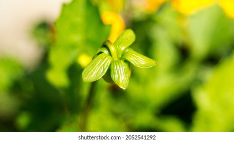 Closed Flower Bud With Five Petals