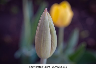 Closed Flower Bud On A Dark Background.